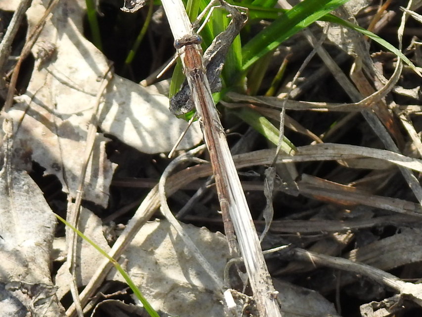 Sympecma fusca - téli rablószitakötő