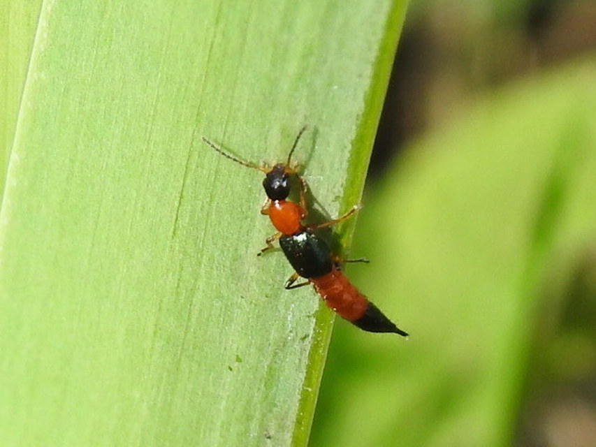 Paederus