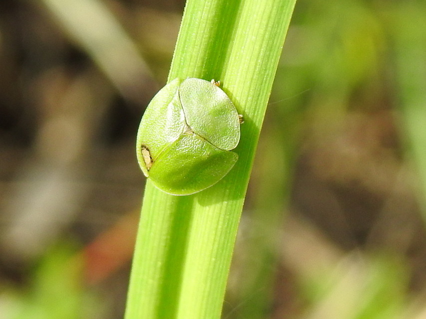 Cassida