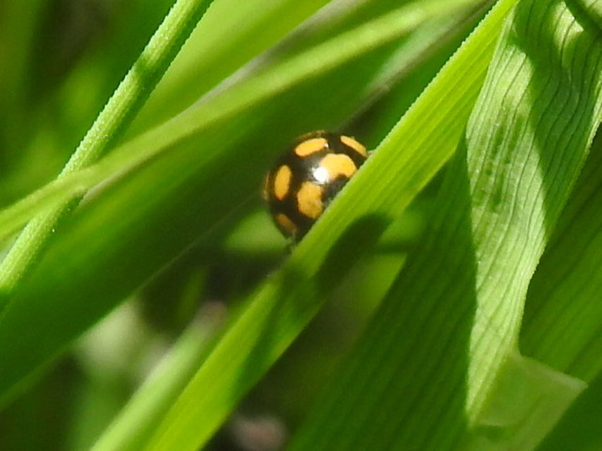 Coccinula quatuordecimpustulata - feketesárga katóka
