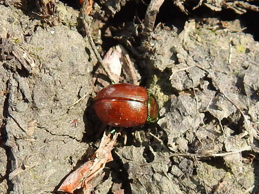 Chrysolina polita - réti mentalevelész