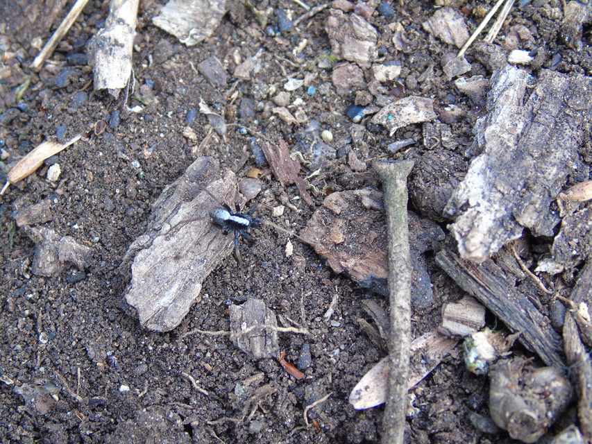 Pardosa alacris/lugubris