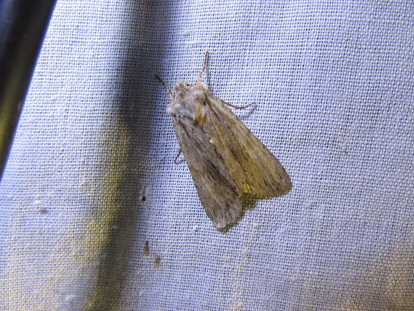 Lithophane semibrunnea - keskenyszárnyú fabagoly