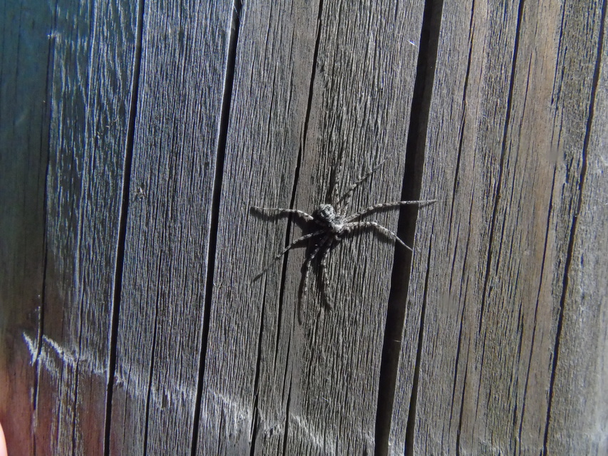 Philodromus poecilus - cifra karolópók