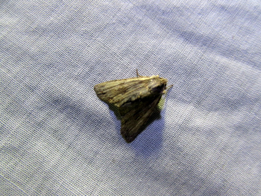 Lithophane semibrunnea - keskenyszárnyú fabagoly
