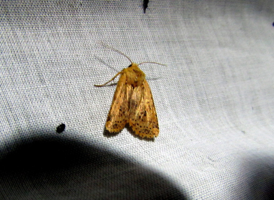 Conistra rubiginea - vörös őszibagoly
