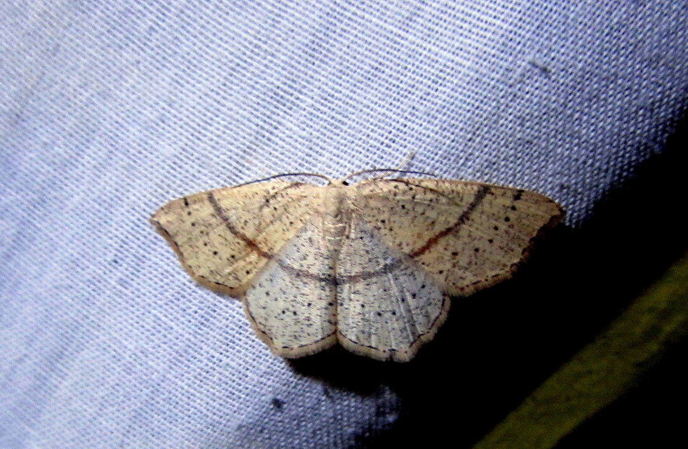 Cyclophora linearia - vonalas pettyesaraszoló