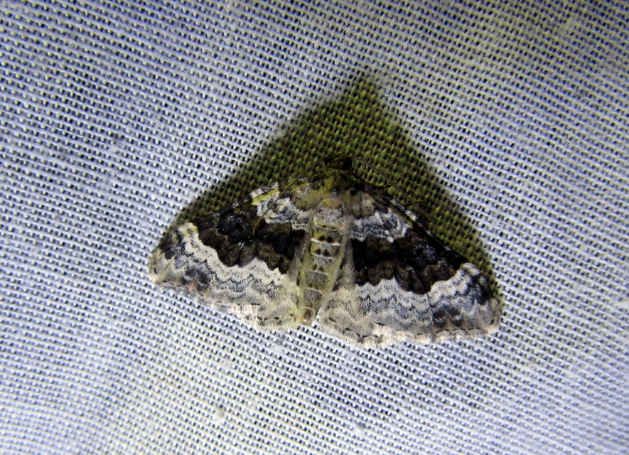 Epirrhoe galiata - sávos galajaraszoló