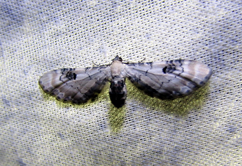 Eupithecia centaureata - búzavirág-törpearaszoló