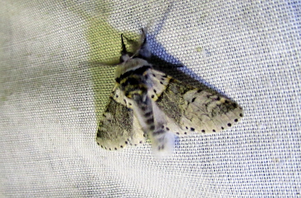 Furcula furcula - szürke púposszövő