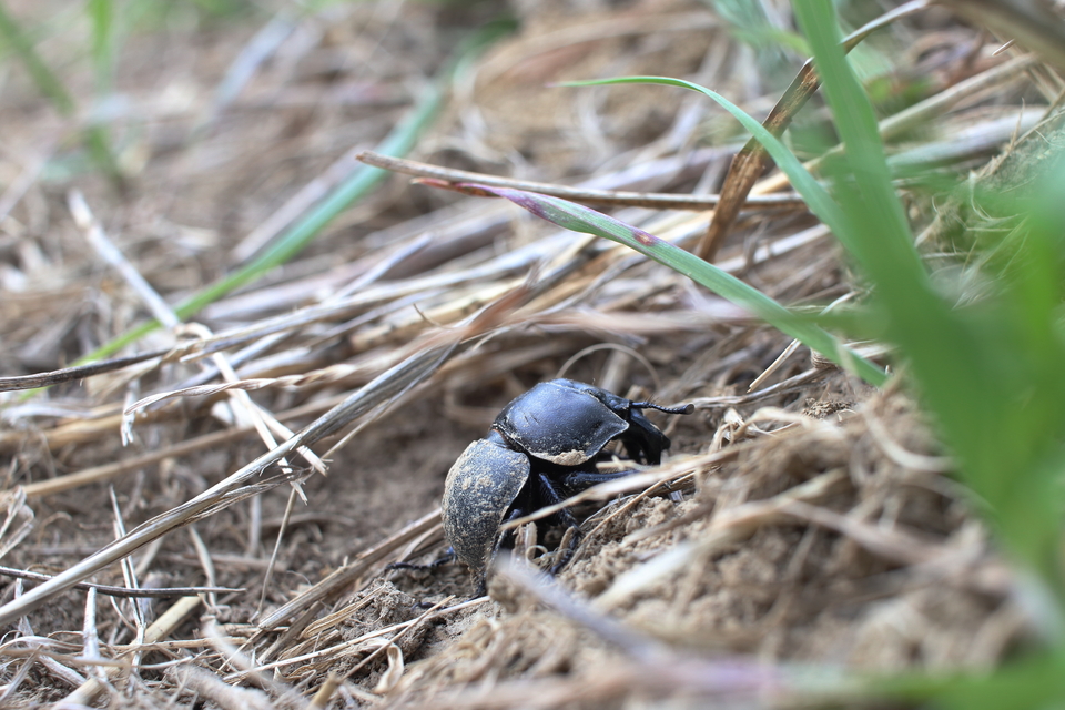 Lethrus apterus - nagyfejű csajkó