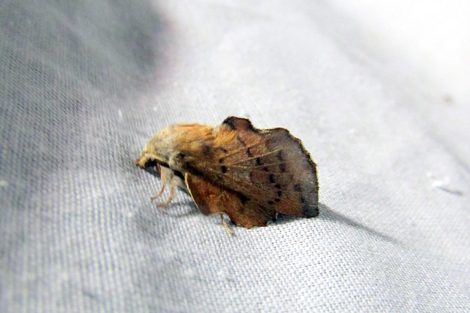 Phyllodesma tremulifolia - nyárlevélpohók