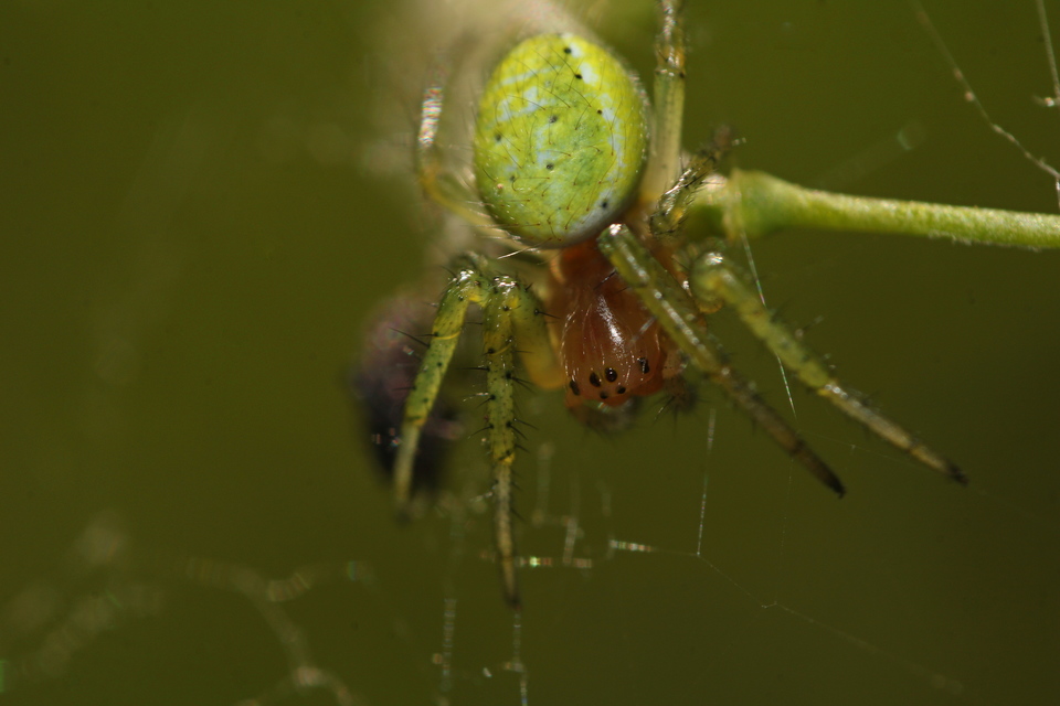 Araniella