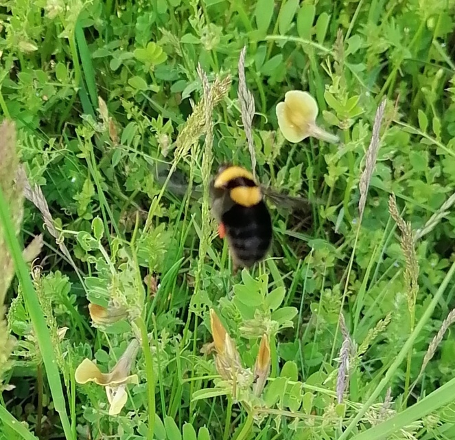 Bombus argillaceus - délvidéki poszméh