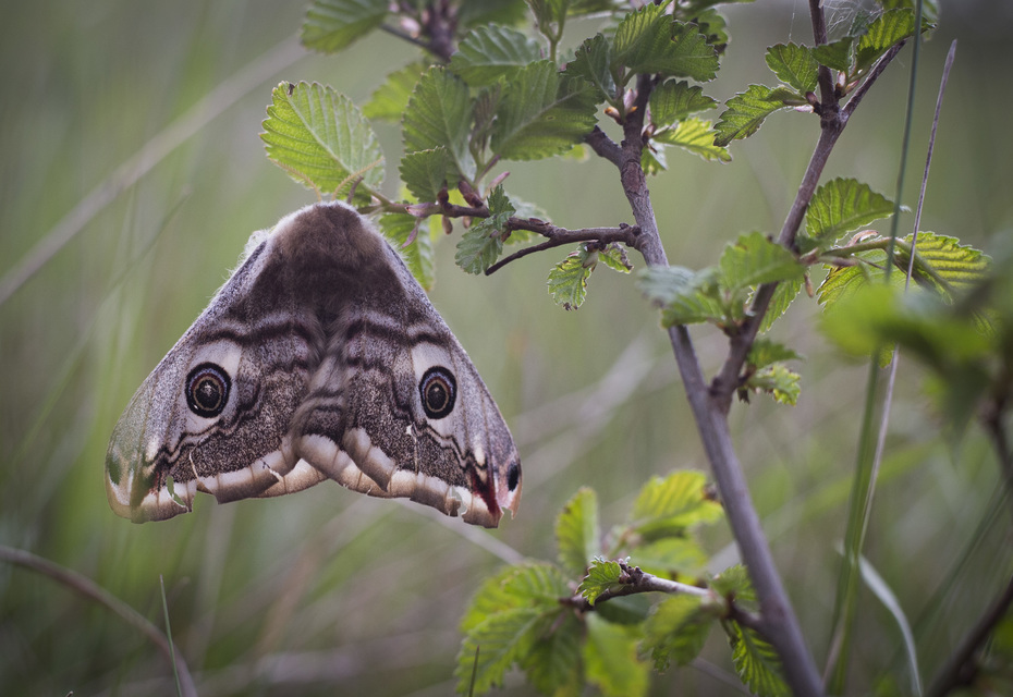 Saturnia pavoniella/pavonia