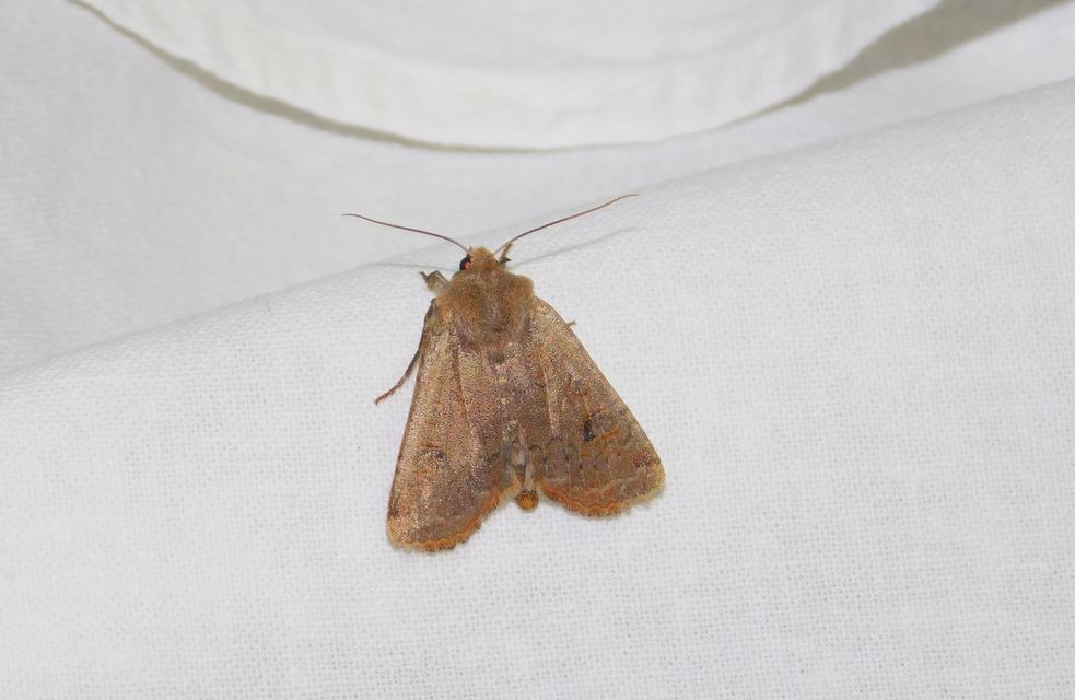 Conistra erythrocephala - vörösfejű őszibagoly