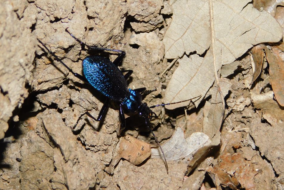Carabus intricatus - kék laposfutrinka