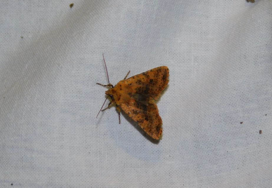 Conistra rubiginea - vörös őszibagoly