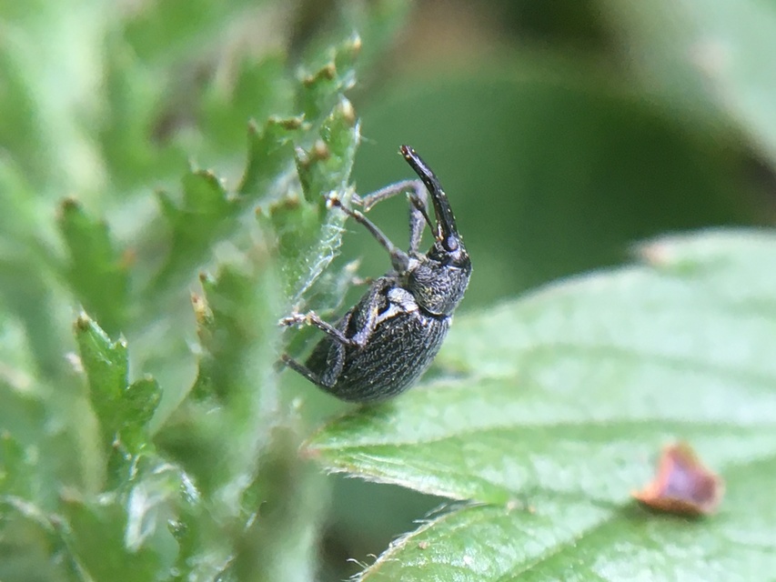 Anthonomus rubi - szamóca-bimbólikasztó