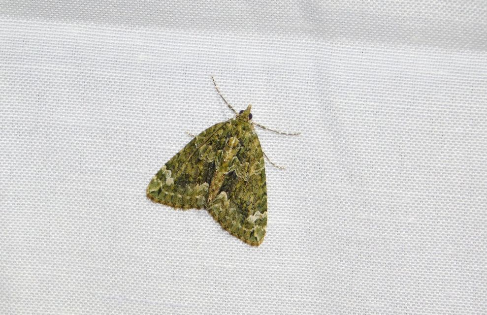 Chloroclysta siterata - salátazöld araszoló