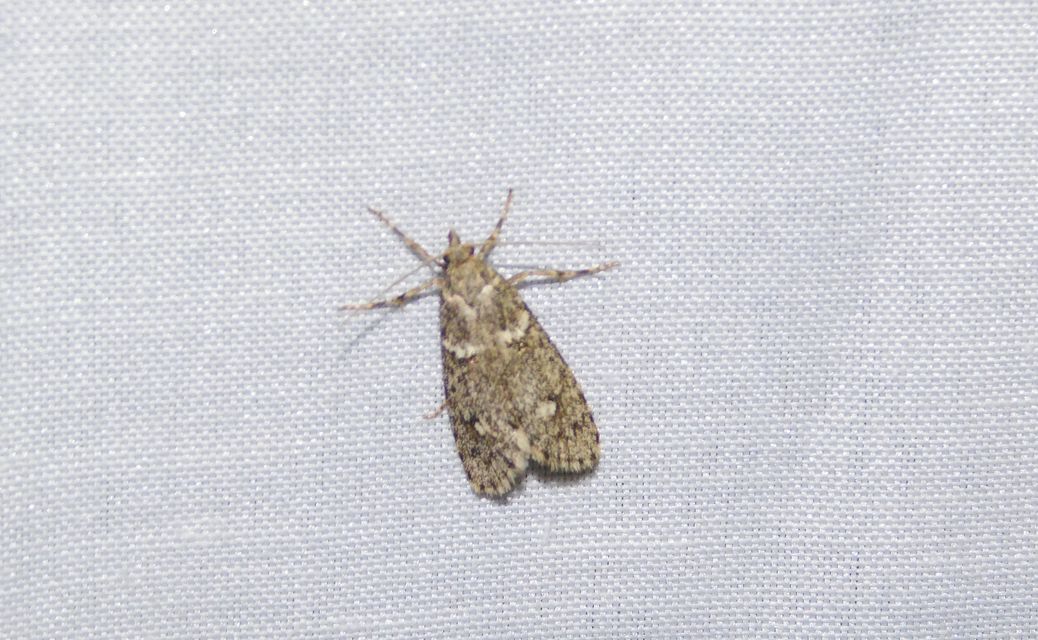 Diurnea fagella - szürke tavaszimoly