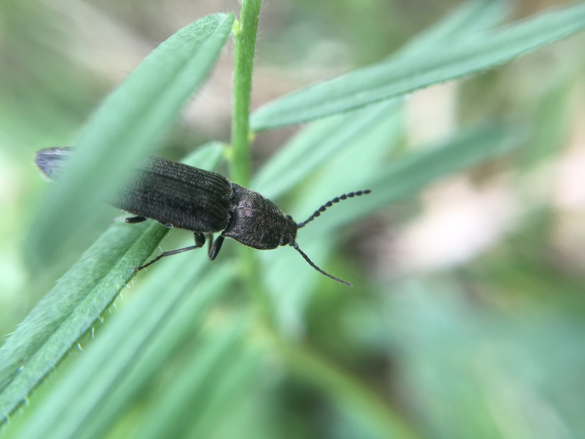 Cidnopus pilosus - szőrös pattanó