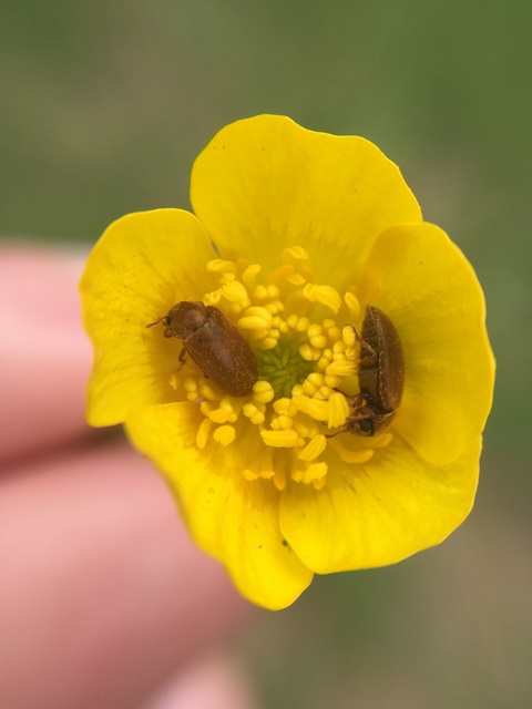 Byturus ochraceus - gyömbérgyökérbogár