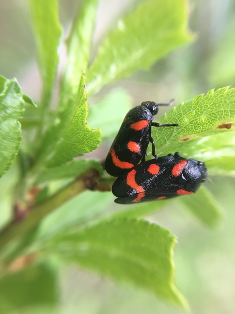 Cercopis arcuata/sanguinolenta