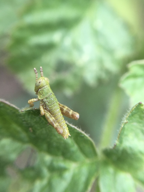Odontopodisma schmidtii - Schmidt-hegyisáska
