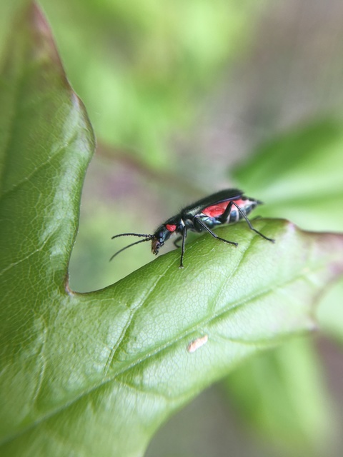 Malachius bipustulatus - kétfoltos bibircsesbogár