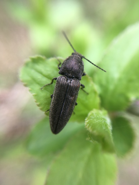 Cidnopus pilosus - szőrös pattanó