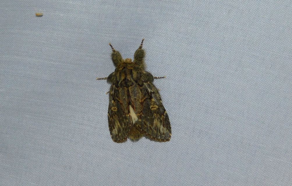 Peridea anceps - füstös púposszövő