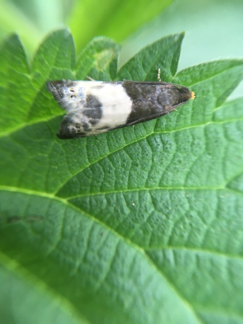 Notocelia cynosbatella - rózsahajtás-tükrösmoly