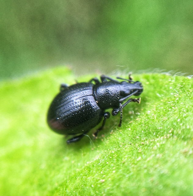 Otiorhynchus lirus - fényes gyalogormányos