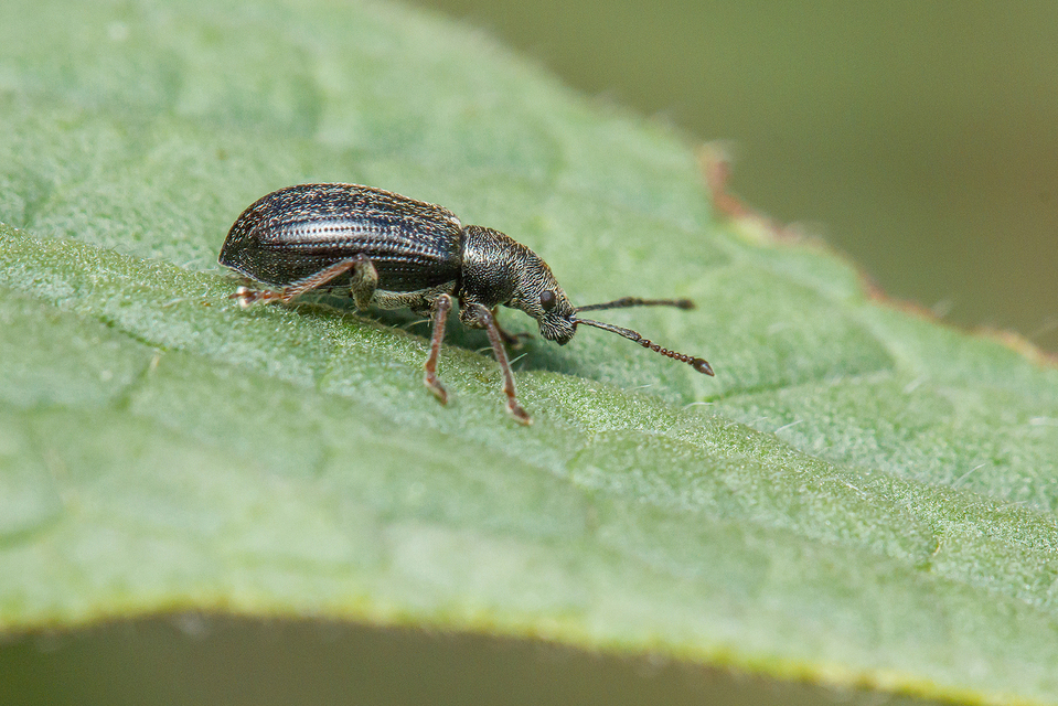 Phyllobius pyri - gyümölcsfa-levélormányos