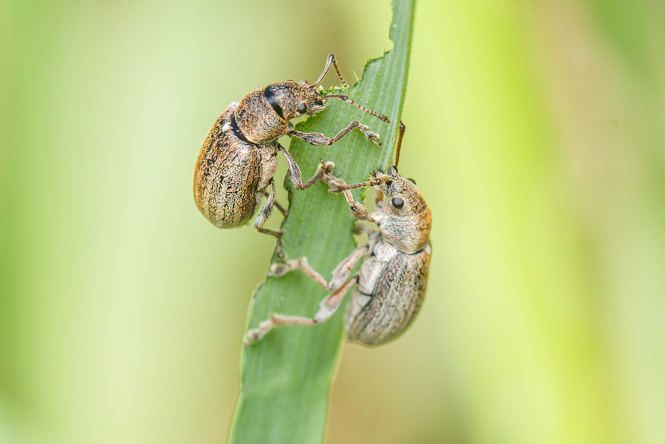 Phyllobius pyri - gyümölcsfa-levélormányos