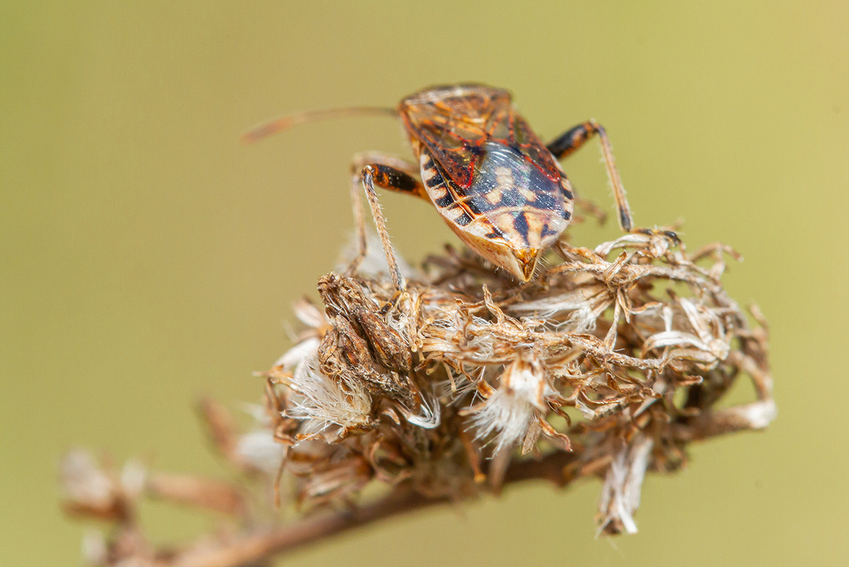 Stictopleurus punctatonervosus Stictopleurus punctatonervosus