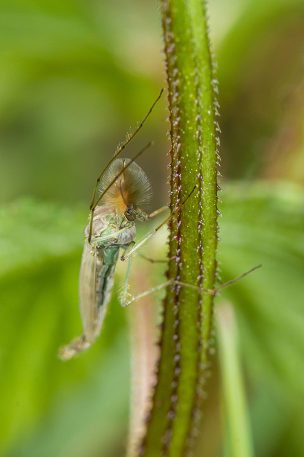 Chironomidae - árvaszúnyogok