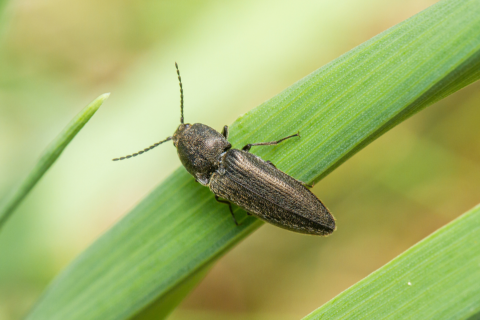 Cidnopus pilosus - szőrös pattanó