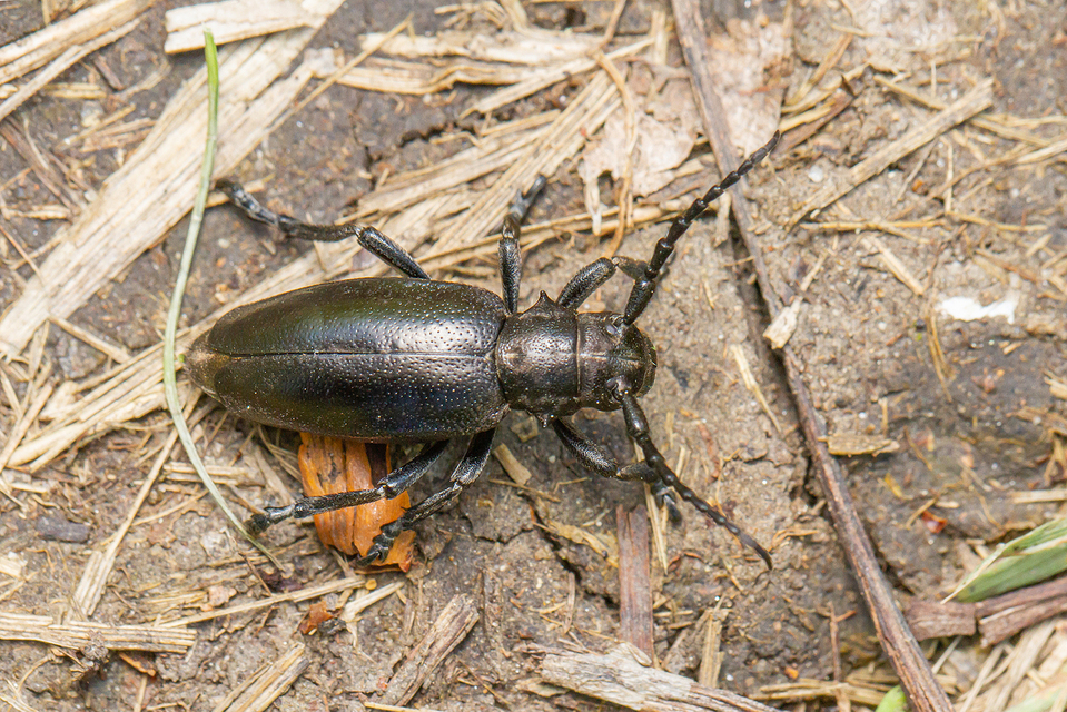 Dorcadion aethiops - fekete gyalogcincér