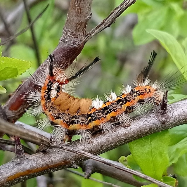 Orgyia recens - tarka kisszövő