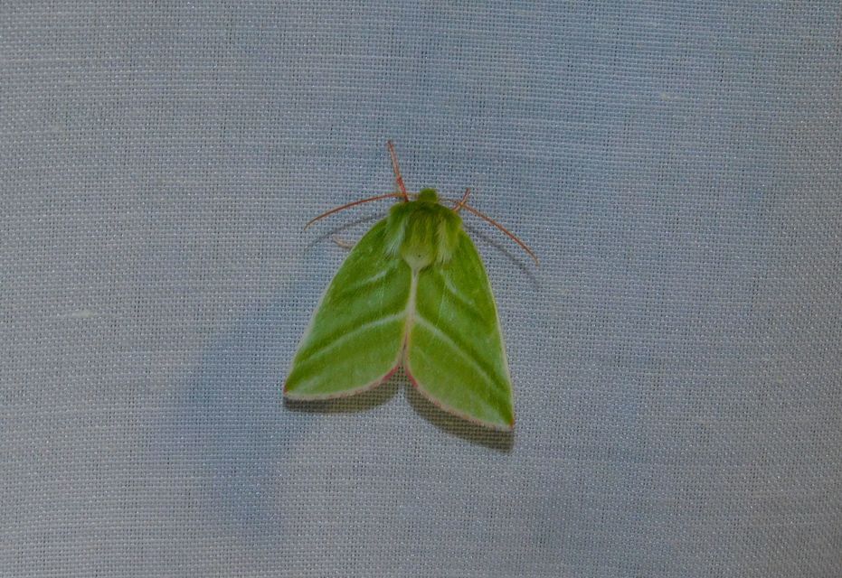 Pseudoips prasinana - bükkfa-zöldbagoly
