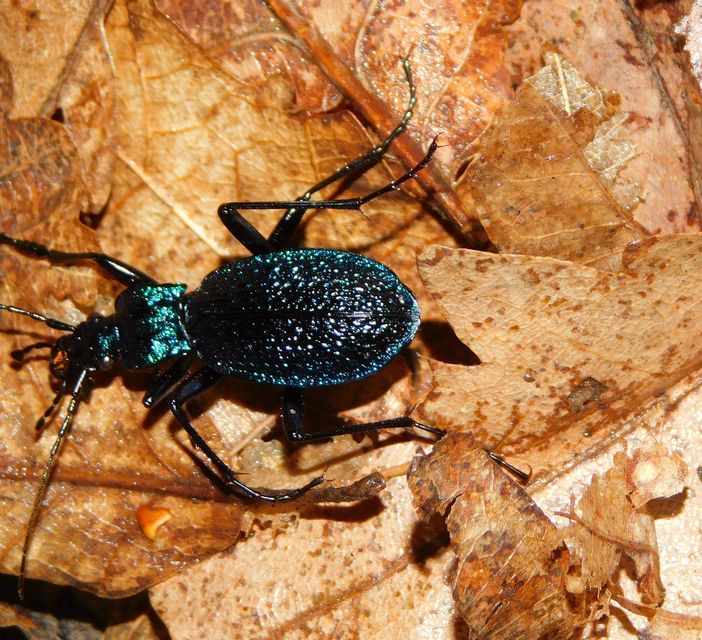 Carabus intricatus - kék laposfutrinka