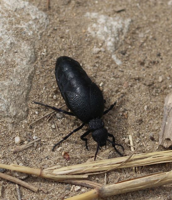 Meloe cicatricosus - óriásnünüke