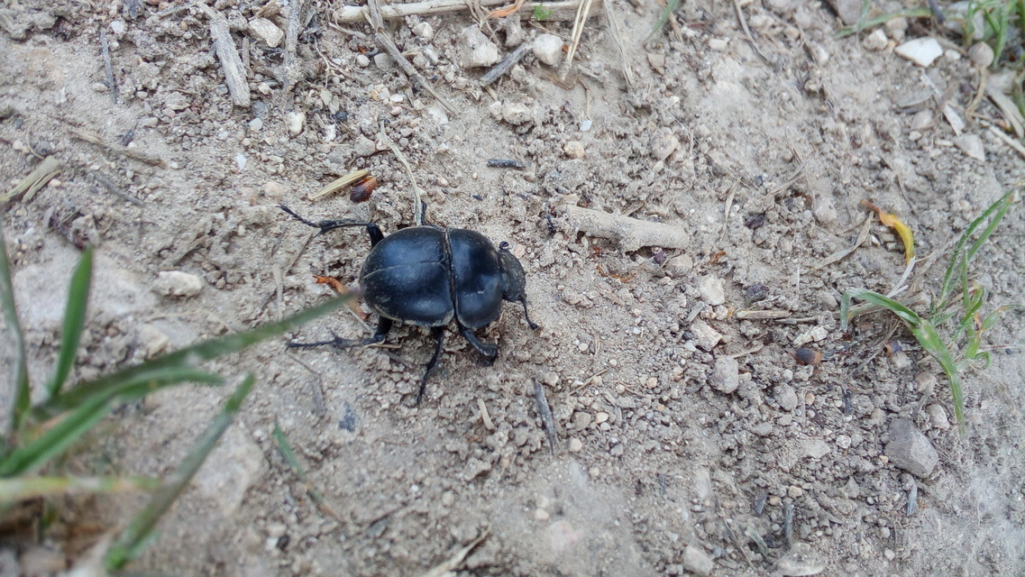Lethrus apterus - nagyfejű csajkó