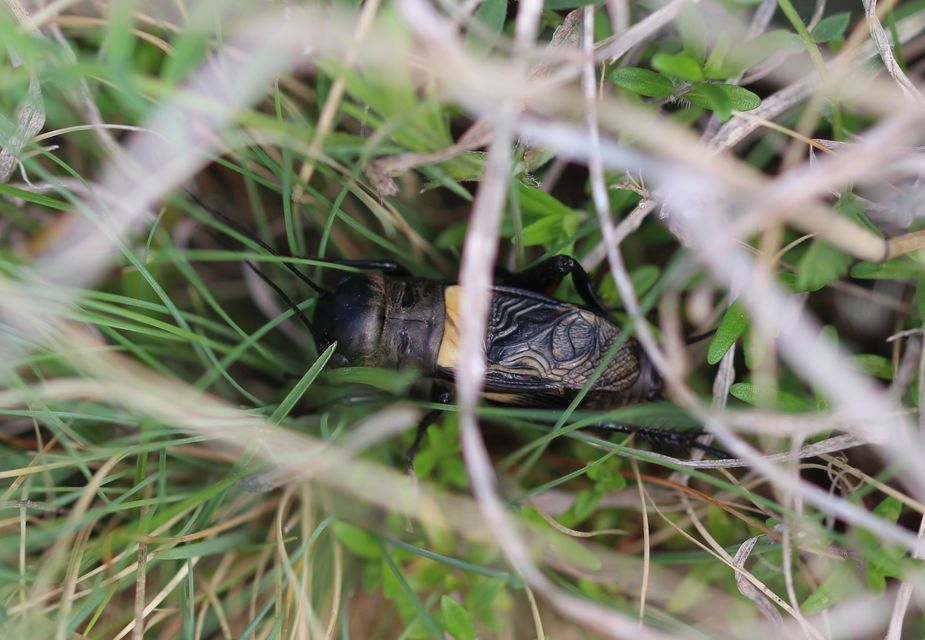 Gryllus campestris - mezei tücsök
