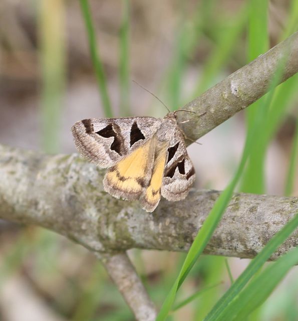 Gonospileia triquetra - kakukkfű-nappalibagoly