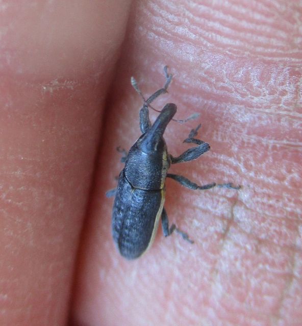 Lixus ochraceus - retek-dudvabarkó
