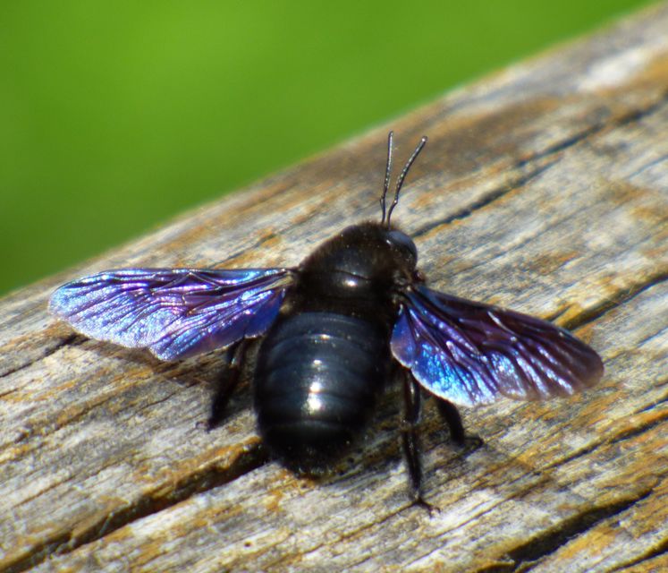 Xylocopa