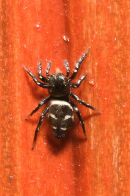 Heliophanus